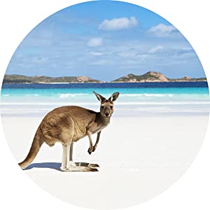 Kangaroo on Australian Beach