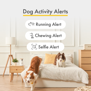 Dog activity alert