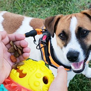 TREAT DISPENSING DOG TOYS