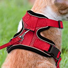 cat harness