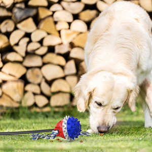 Tips For Playing With Your Dog!