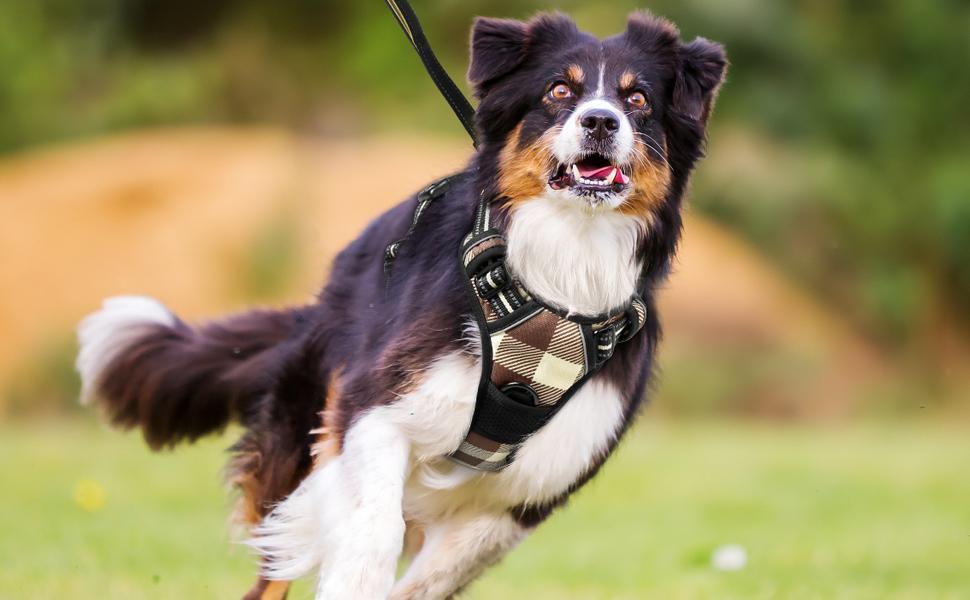 dog harness