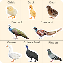 chick duck quail peacock pheasant goose Guinea fowl pigeon