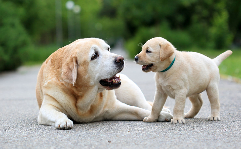 dog pad 