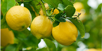 Fruit, Citrus, Citrus Fertiliser, Fruit Fertiliser, Garden Fertilser, Lemons, Oranges