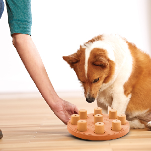 Dog Playing with Dog Smart Orange Interactive Puzzle Dog Toy