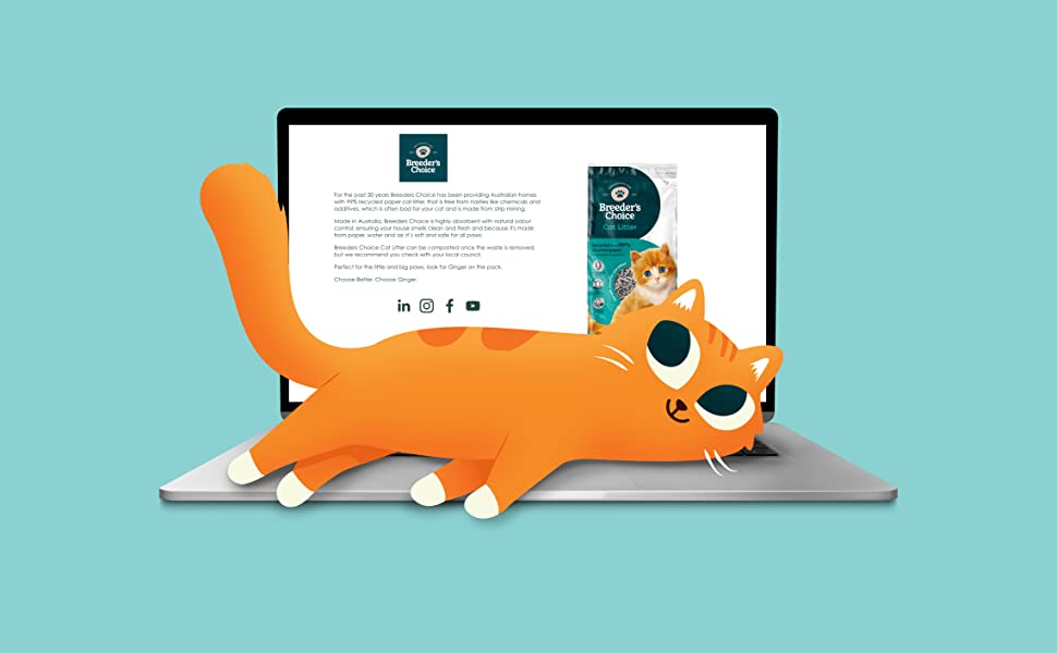 Ginger the cat lies on computer which is on the Breeders Choice website