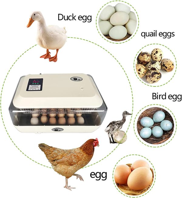 DULONG Egg Incubator Automatic 24 Eggs Incubator Auto Turner Intelligent with Temperature Control and Digital Display for Chickens Ducks Goose Birds - Image 2