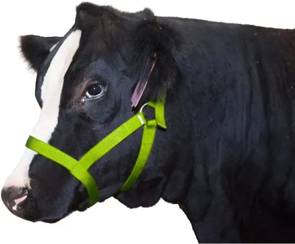 Koyes Cow Halter Adjustable Heavy Duty Nylon One Size