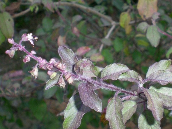 Krishna TULSI 50+ Seeds Dark Purple Indian Holy Basil Sacred Ocimum tenuiflorum - Image 6