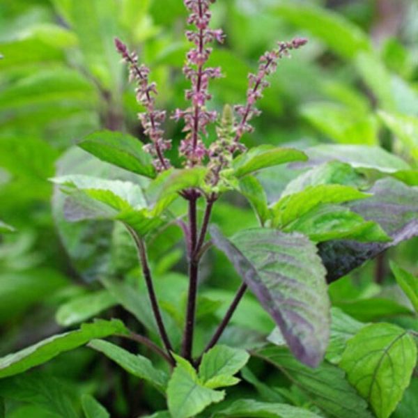 Krishna TULSI 50+ Seeds Dark Purple Indian Holy Basil Sacred Ocimum tenuiflorum - Image 4