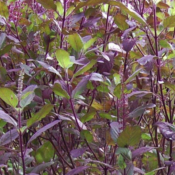 Krishna TULSI 50+ Seeds Dark Purple Indian Holy Basil Sacred Ocimum tenuiflorum - Image 9