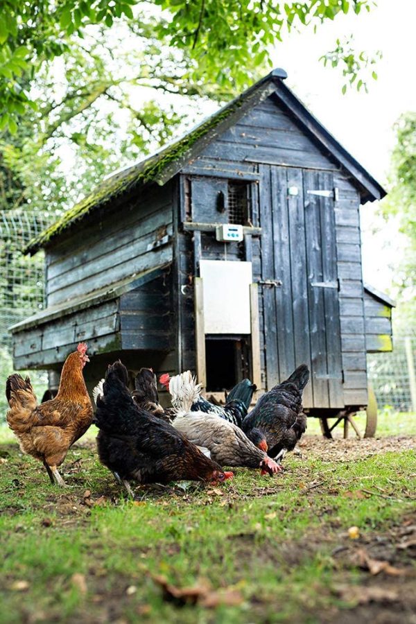 ChickenGuard 'Standard' Automatic Chicken Coop Door Opener with Timer, Lifts up to 1kg Pop Hole Henhouse Door, 4 X AA Batteries