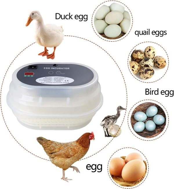 Egg Incubator Automatic 12 Eggs Incubator Auto Turner Intelligent with Temperature Control and Digital Display for Chickens Ducks Goose Birds - Image 7