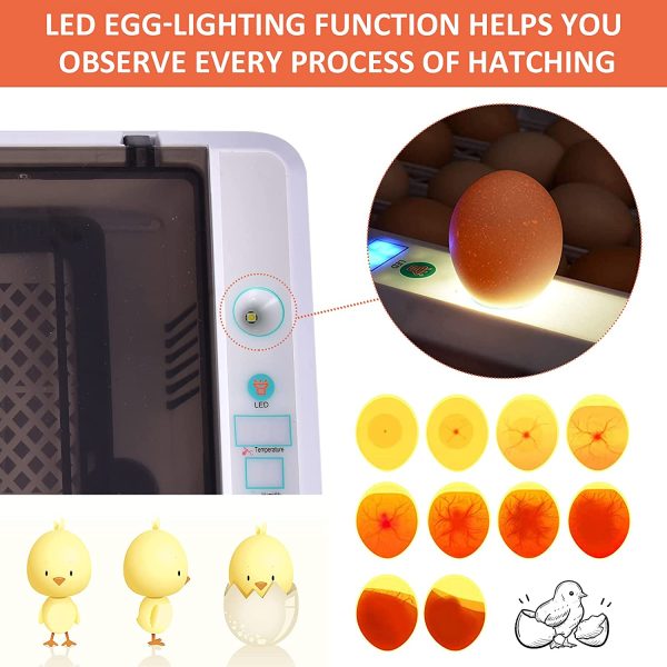 Egg Incubator, 56Eggs Digital Incubators with Fully Automatic Egg Turning and Temperature Humidity Control LED Candler Automatic Incubator Breeder for Hatching Chickens/Ducks/Goose/Quail/Birds/Pigeon - Image 4