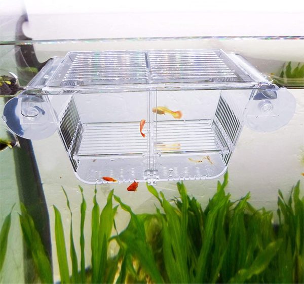 Capetsma Fish Breeding Box, Acrylic Fish Isolation Box with Suction Cups, Aquarium Acclimation Hatchery Incubator for Baby Fishes Shrimp Clownfish and Guppy. Small Size (S) - Image 2