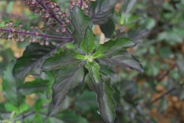 Krishna TULSI 50+ Seeds Dark Purple Indian Holy Basil Sacred Ocimum tenuiflorum - Image 2