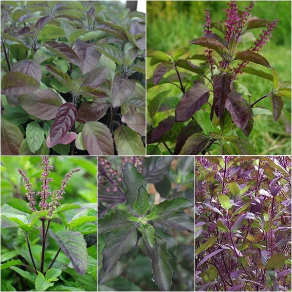 Krishna TULSI 50+ Seeds Dark Purple Indian Holy Basil Sacred Ocimum tenuiflorum - Image 3