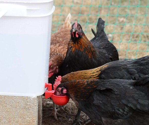 RentACoop 2 Gallon Red Cup Waterer (Corner) - Image 3