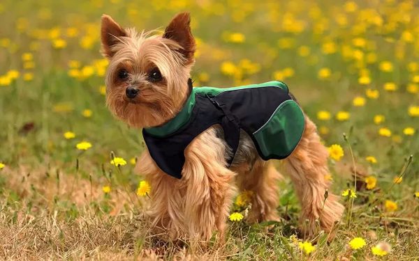 Dog coat,Dog soft shell fleece jacket,Warm wind-proof water and dirt repellent.Breathable moisture wicking easy to care for fast drying stretchy material,Dog Clothes for Small Dogs Boy and Medium Dogs and Large Dogs(X-Small/25CM Back Length) - Image 6