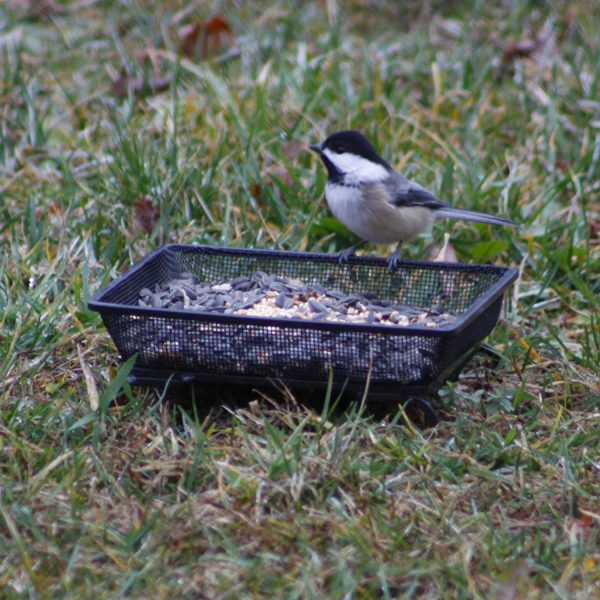 IvyMore Square Metal Mesh Ground Feeding Tray - Compact and Durable Wild Bird Feeder Seed Dish - Complete with Recyclable Plastic Soda Bottle Hanging Bird Feeder - Image 2