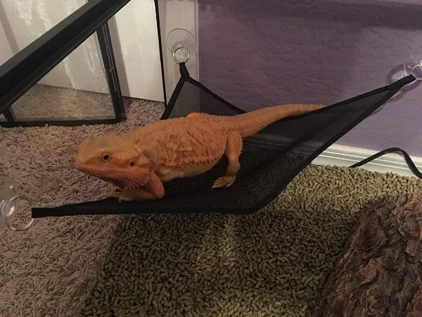 GenRev 2pc Reptile Hammock Lounger & Ladder Accessories Set for Large & Small Bearded Dragons Anoles Geckos Lizards or Snakes - 19x13x13in Hammock, 12x12x12in Ladder ?C with Water/Food Dish - Image 7