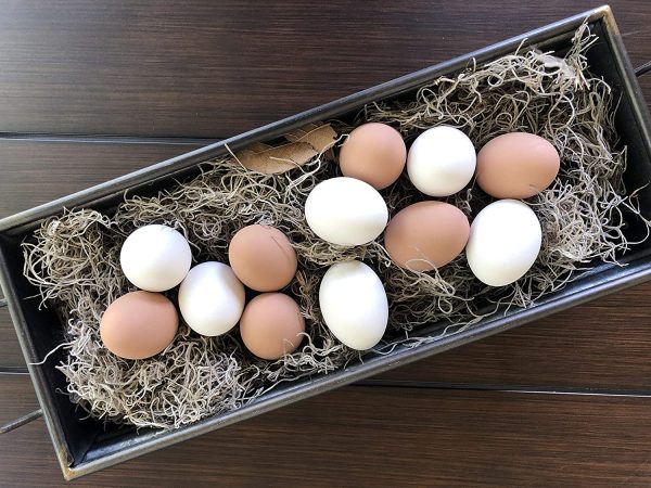 Eggcetera Ceramic Nest Eggs 12-Pack (White) - Image 2